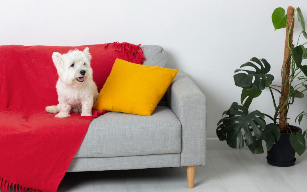 How to Remove Pet Hair from Upholstered Furniture: A Guide